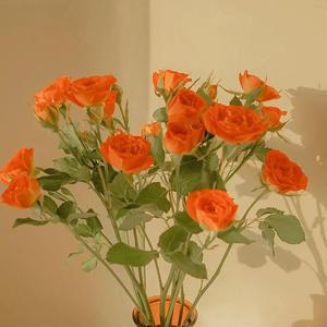 野外树林老汉XXXHD
